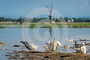 Group of ducks in lake near U Bein Bridge, Mandalay region, Myanmar