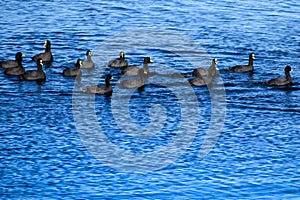 Group of ducks on Lake Villarrica, Pucón Chile