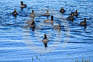 Group of ducks on Lake Villarrica, Pucón Chile.
