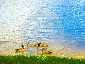 Group of ducks on lake