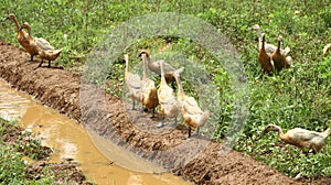 A group of ducks look for food in rice fields