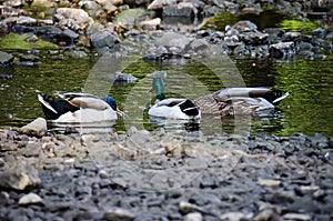 Group of ducks mallards and drakes swim and fish in the Mississippi River