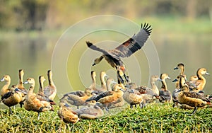 Group of Ducks by the pond