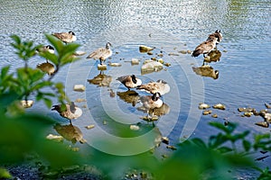 group of ducks in a pond shot thrugh some bush leafs at Moated castle Haus Rodenberg in Aplerbeck