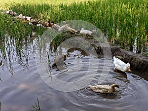 a group of ducks in the rice fields playing in the water and looking for food photo