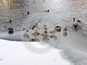 Group of ducks on the river shore