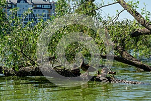 Group of ducks sitting on the fallen tree on the river