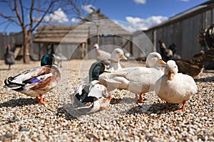 Group of ducks on small round stones ground, blurred farm background, close detail, shallow depth field, only one male bird eye in