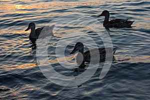 A group of ducks swimming in the Balaton Lake in the evening in Hungary