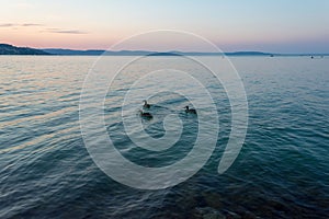 A group of ducks swimming in the Balaton Lake in the evening in Hungary