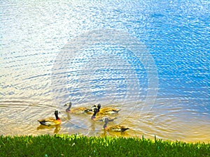 Group of ducks swimming on beautiful and vibrant lake