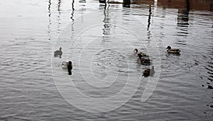 A group of ducks swimming in the Inner Harbor of Baltimore, Maryland