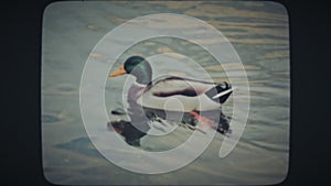 Group of ducks swimming in the lake