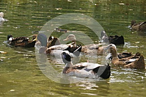 Group of ducks are swimming in a pond