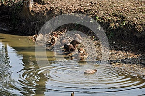 A group of ducks swimming in a pond in a village