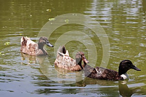 Group of ducks swimming in the pond water in a row