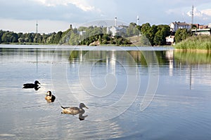 Group of ducks in TÃ¶Ã¶lÃ¶nlahti bay,Helsinki