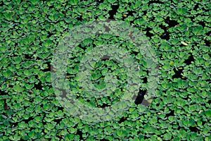 group of duckweed in the water texture green background