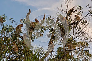 Group Dutch Monkey sitting on a tall tree on blue sky background