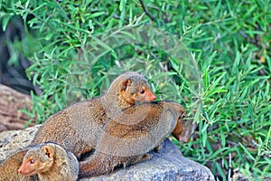 Group of dwarf mongooses on a stone, playing around