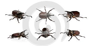 Group of dynastinae on white background. Insect. Animal. Dynastinae is fighter of the mountain in from Thailand