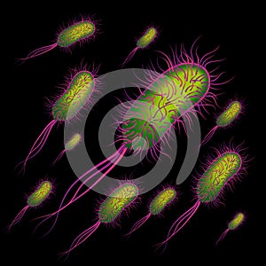 Group of the E coli Bacteries