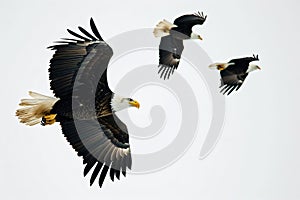 group of eagles flying isolated on white background