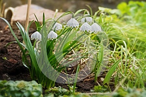 Group of early spring snowflake flowers, leucojum vernum