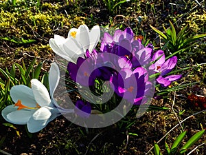 Group of early spring violet and white crocus flower blooms in sunlight in the morning