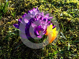 Group of early spring violet and yellow crocus flower blooms in sunlight in the morning
