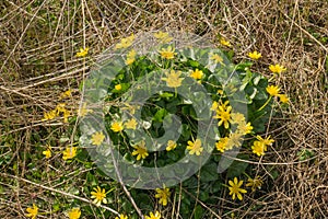 A Group of Early Spring Yellow Wildflowers