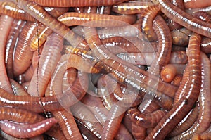 Group of earthworms