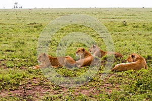 Group of East African lionesses Panthera leo preparing to hunt