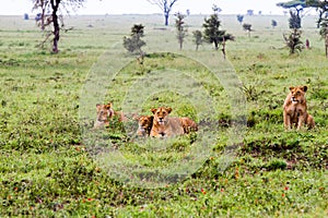 Group of East African lionesses Panthera leo preparing to hunt