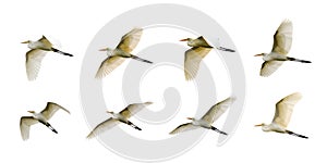 Group of Eastern Cattle egret Bubulcus coromandus flying on whitel background. Bird, Wild Animals