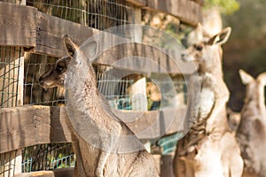 A group of Eastern gray kangaroo