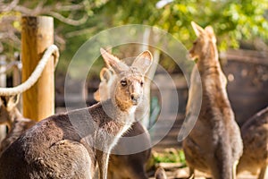 A group of Eastern gray kangaroo