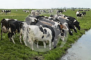 Group of eating cows in the meadow