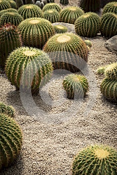 group of echinocactus planting on valcano dry ground with valcano gravel