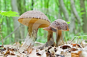 A group of edible brown mushrooms Leccinum scabrum grow in th