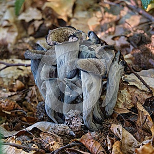 Gruppo da funghi commestibili O l'angolo da molto. quello è un pure conosciuto come nero Pollo commestibile 