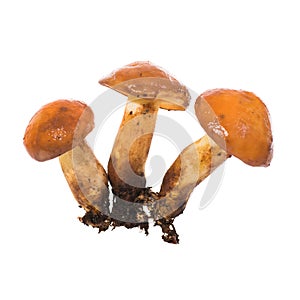 Group of edible mushrooms Suillus