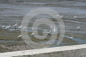 Group of egret at low tide sea