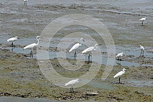 Group of egret at low tide sea