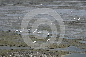 Group of egret at low tide sea