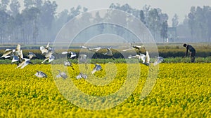 A group of egrets flying inside a mustard flower field