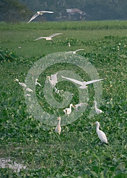 A group of Egrets inside a wetland.