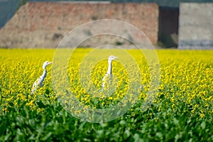 A group of Egrets standing inside a mustard flower field.