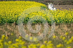 A group of Egrets standing inside a mustard flower field