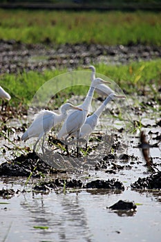 A group of egrets are standing in the paddy field